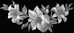 Цветы Лилии - картинки для гравировки